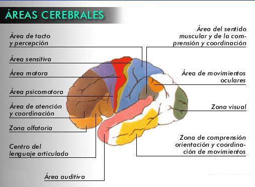 ¿qué Pasa En El Cerebro Cuando Nos Damos Cuenta De Que Nos Hemos Distraído Y Volvemos Aemk 8548